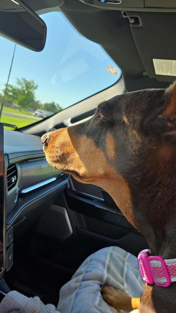 Ford F-150 Lightning Show us your copilot. 1000010987