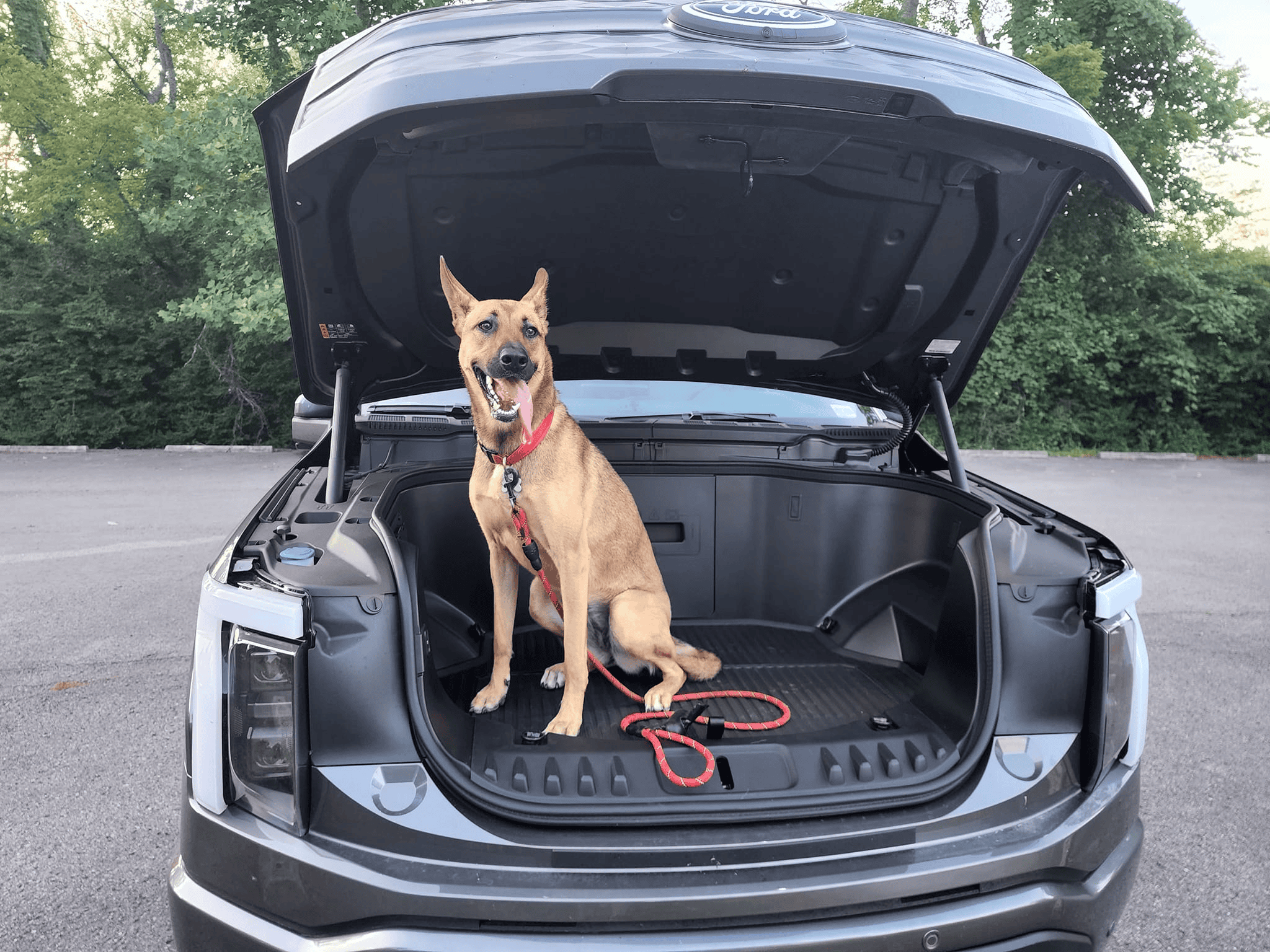 Ford F-150 Lightning Post a pic of your Dog in your new Lightning 😁 1656984859929