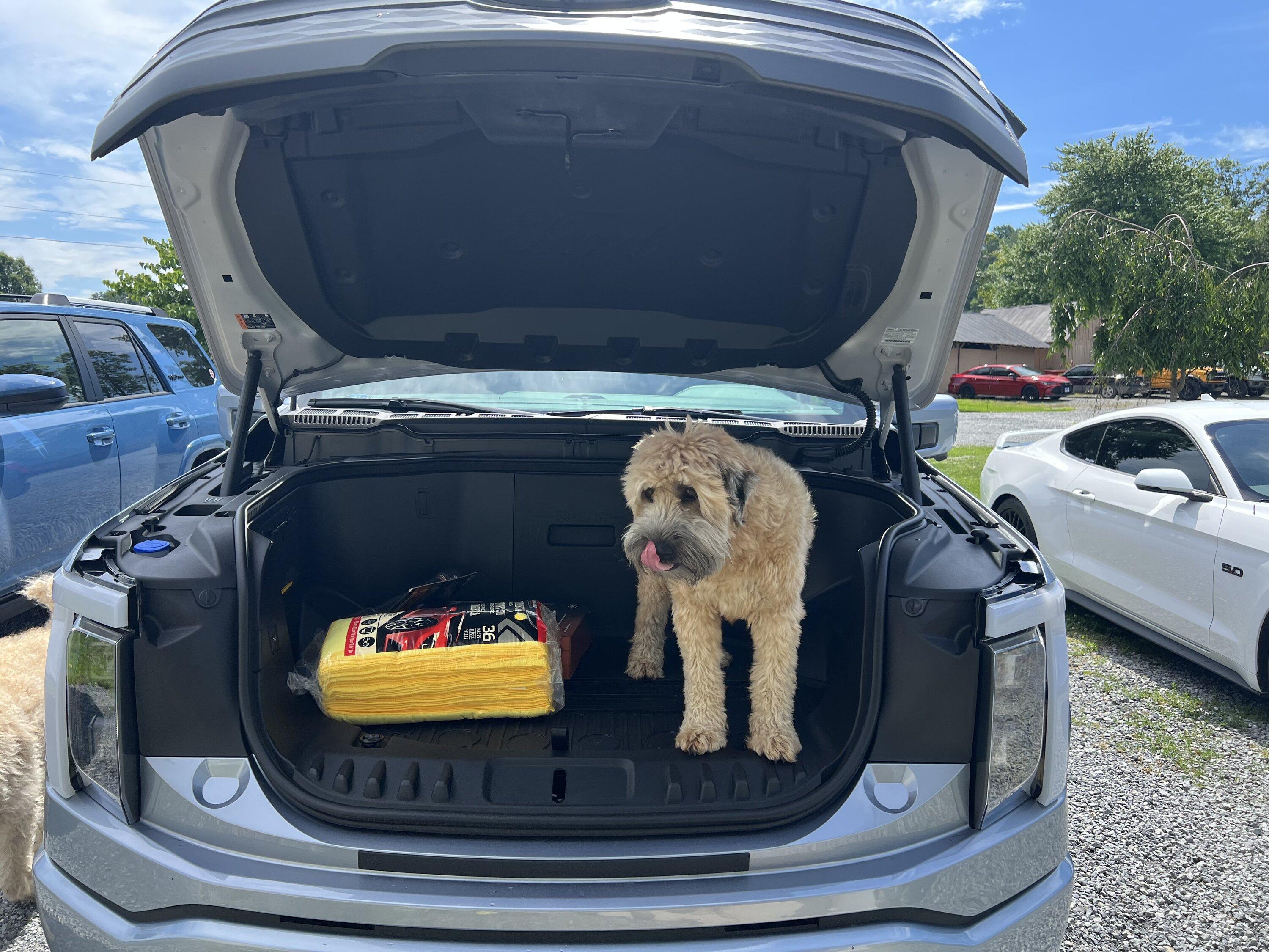 Ford F-150 Lightning Post a pic of your Dog in your new Lightning 😁 63EEAC02-B2DF-4623-90A2-9DFA2F72B6AE