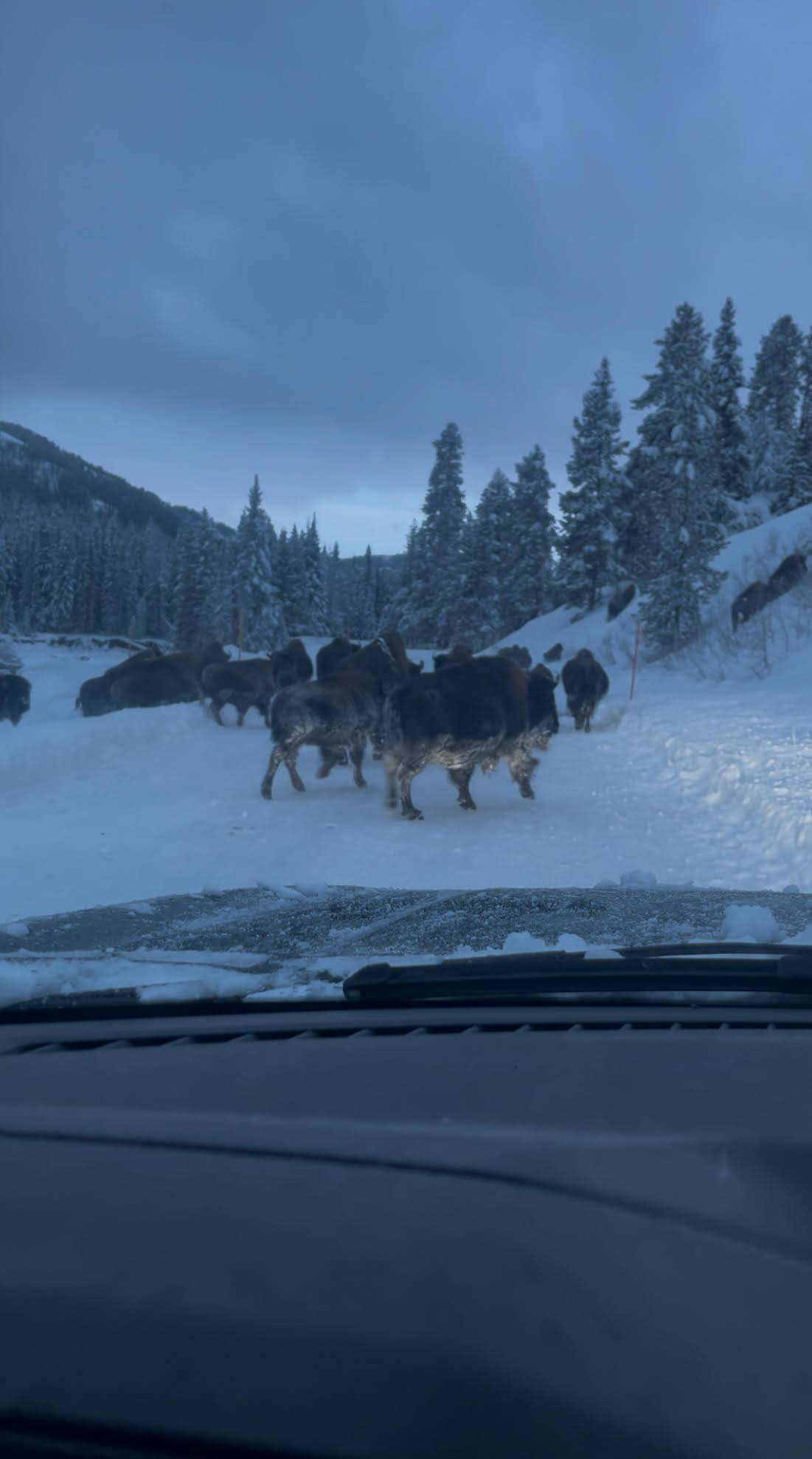 Ford F-150 Lightning Electric Winter Camping in Montana buffs