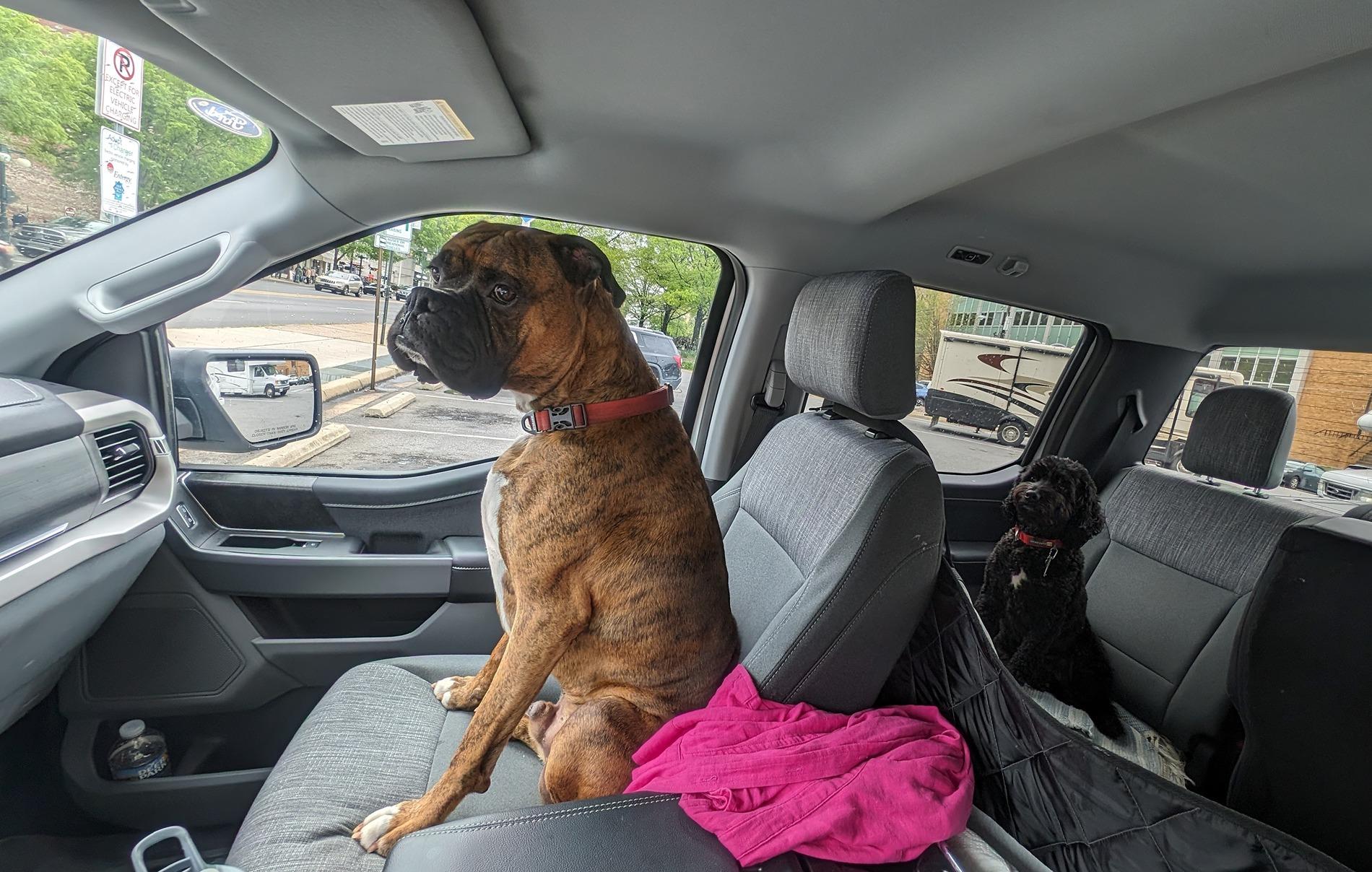 Ford F-150 Lightning Show us your copilot. Canine_copilots