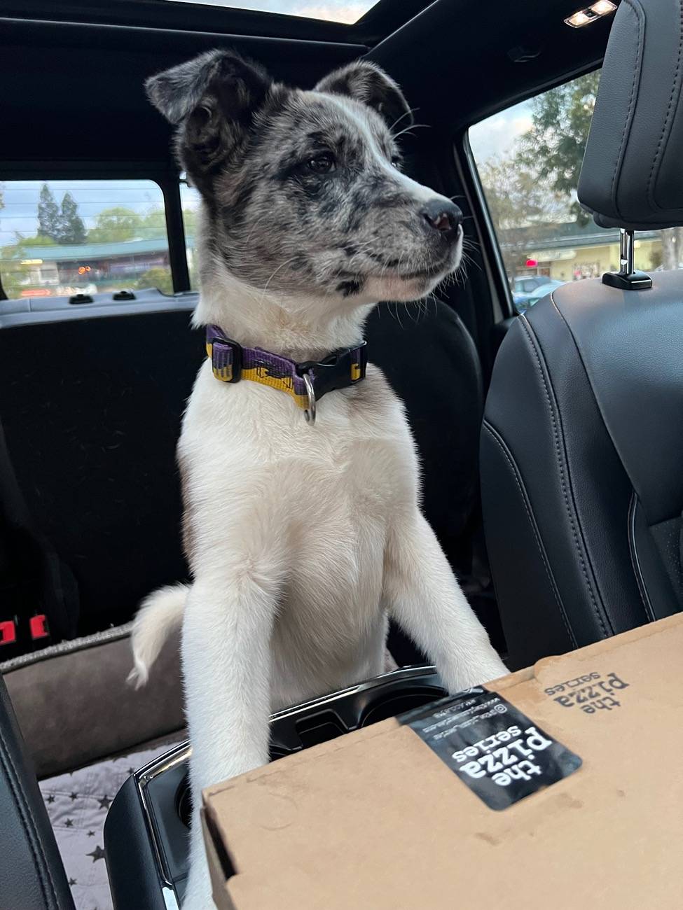 Ford F-150 Lightning Post a pic of your Dog in your new Lightning 😁 IMG_0505