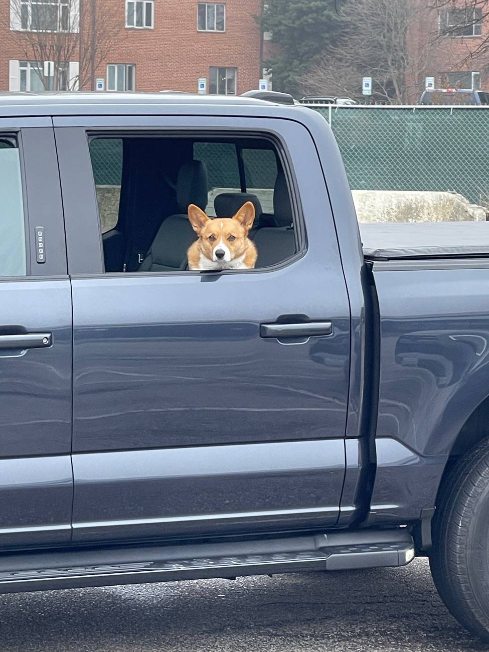 Ford F-150 Lightning Post a pic of your Dog in your new Lightning 😁 IMG_2137