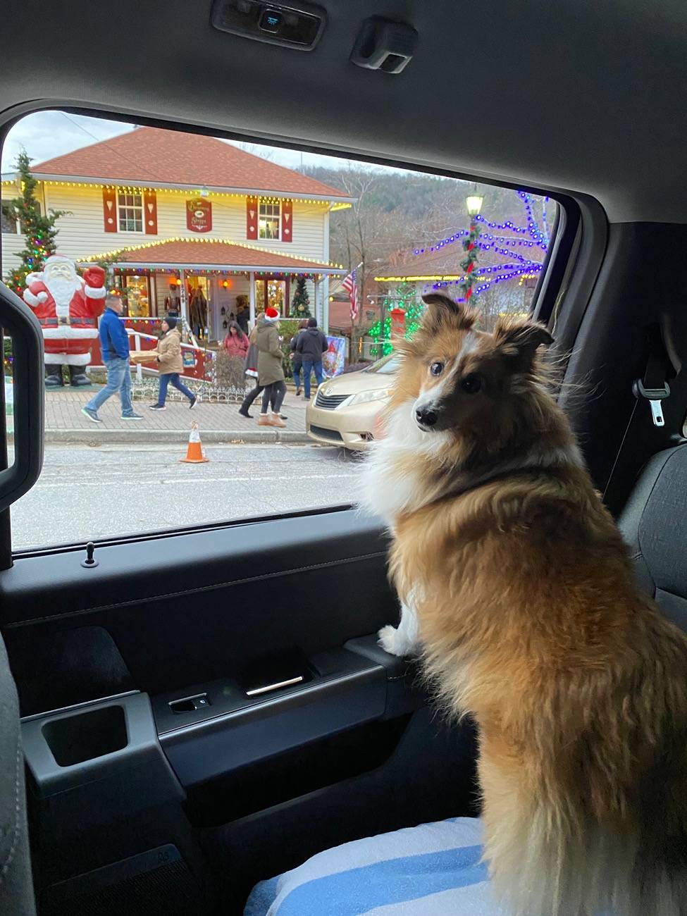 Ford F-150 Lightning Post a pic of your Dog in your new Lightning 😁 IMG_7022