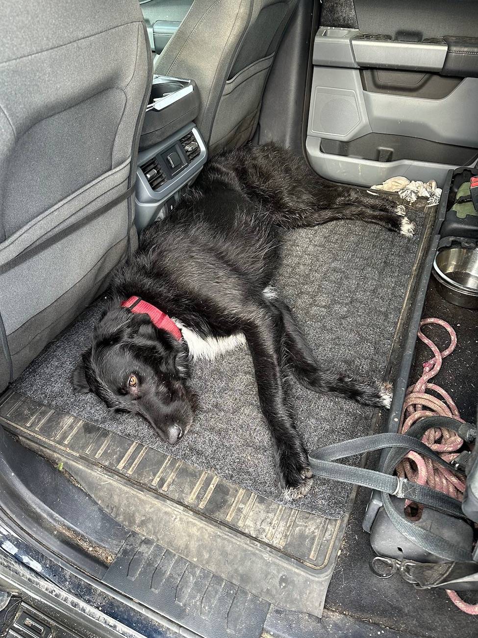 Ford F-150 Lightning Post a pic of your Dog in your new Lightning 😁 IMG_7541