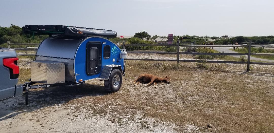 Ford F-150 Lightning DATA THREAD: Post your tow and efficiency! Pika at Assatenague National Seashore with sleeping wild pony