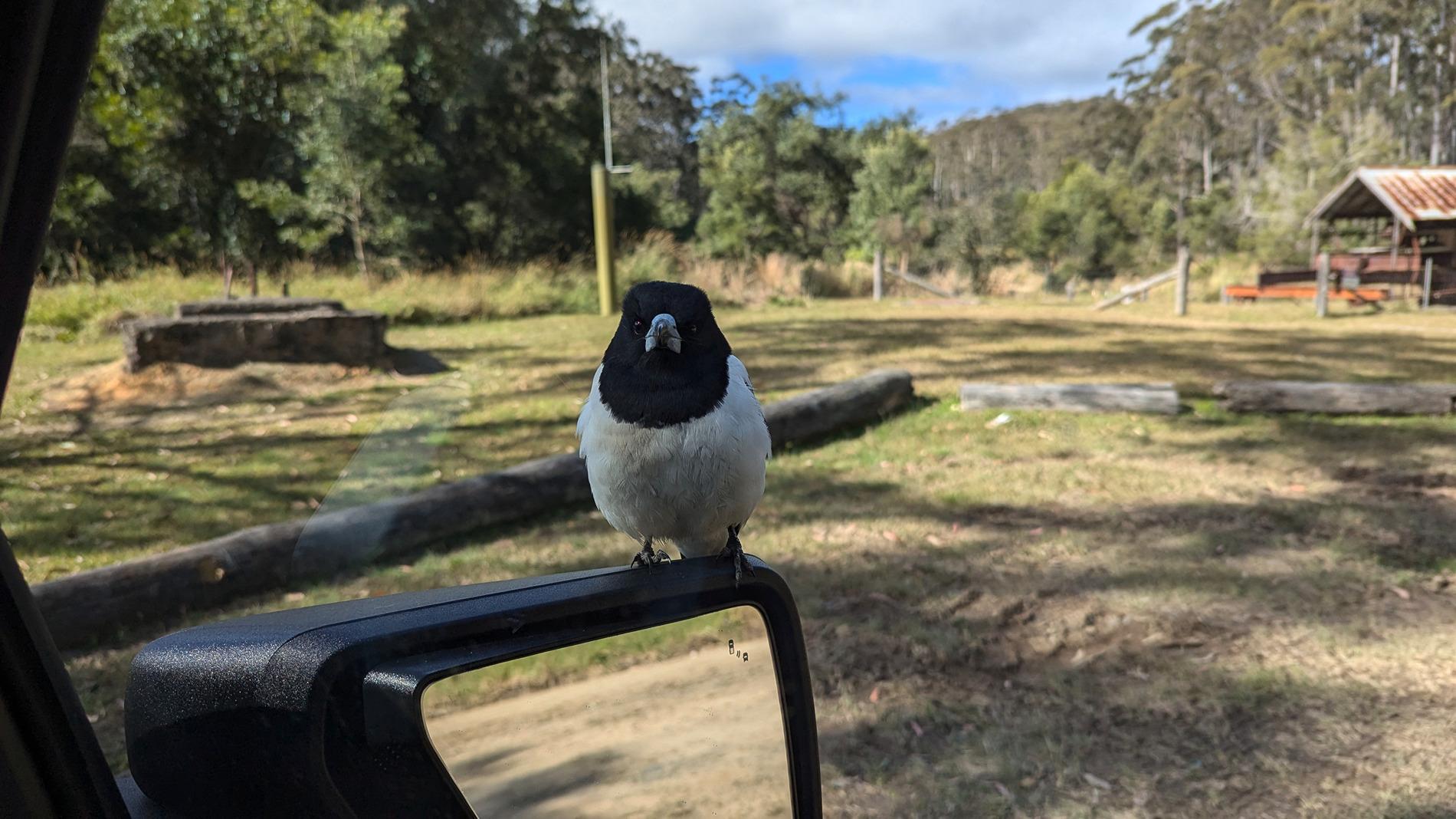 Ford F-150 Lightning Thunderbolt goes to Bellthorpe National Park PXL_20240717_011610354