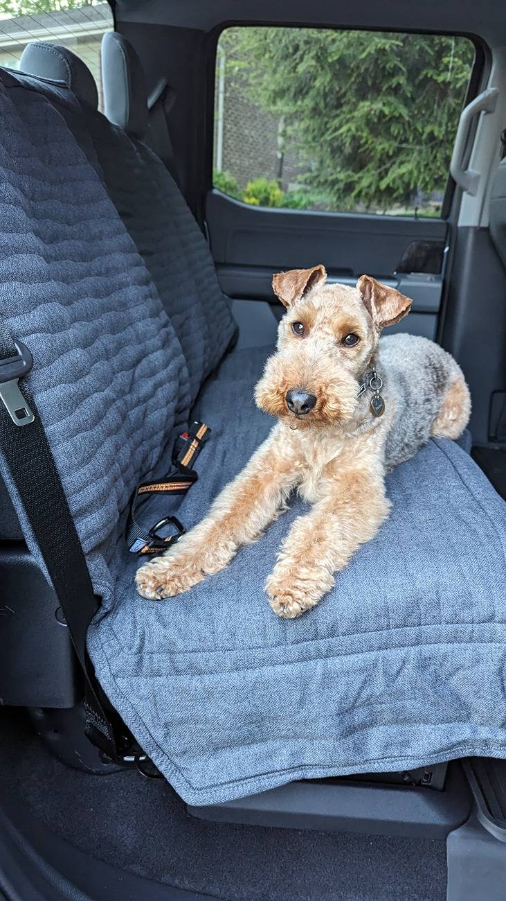 Ford F-150 Lightning Post a pic of your Dog in your new Lightning 😁 raineyF150