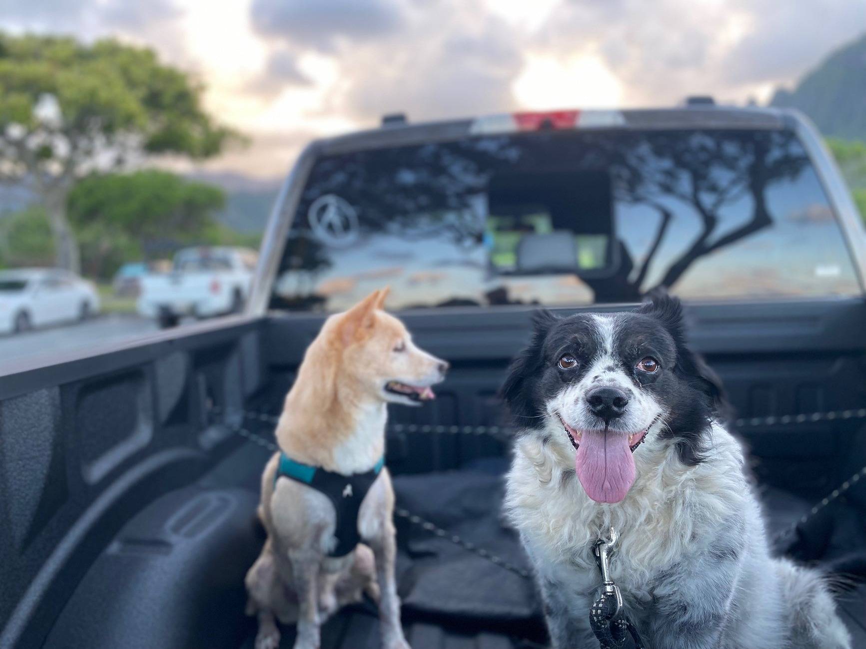 truck dogs.jpg