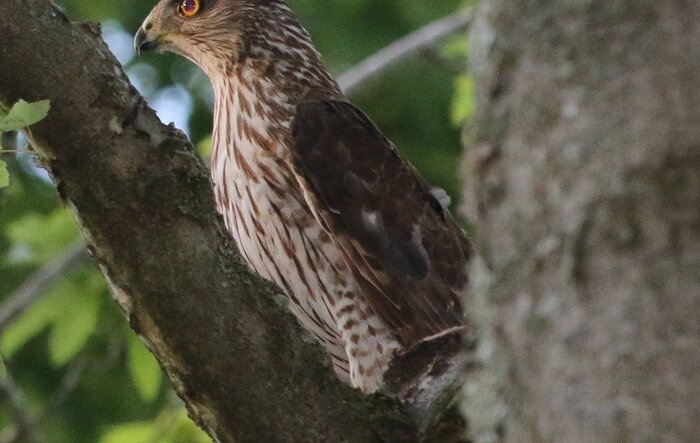 14 hour birding day, my Lightning and -14f temperature