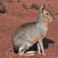 PatagonianMara