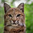 Bobcat